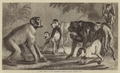 Uma nova chegada nos jardins da Sociedade Zoológica, Regent&39;s Park